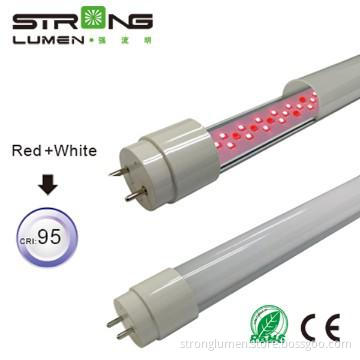 t8 10w led pink tube